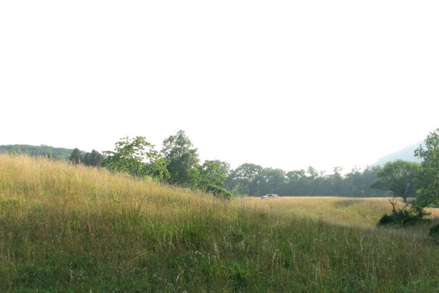 country, farm, horse, rustic, field, barn, 