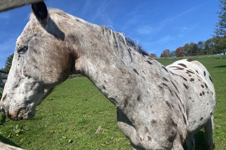 horse, farm, barn, stable, rural, field, lake, 