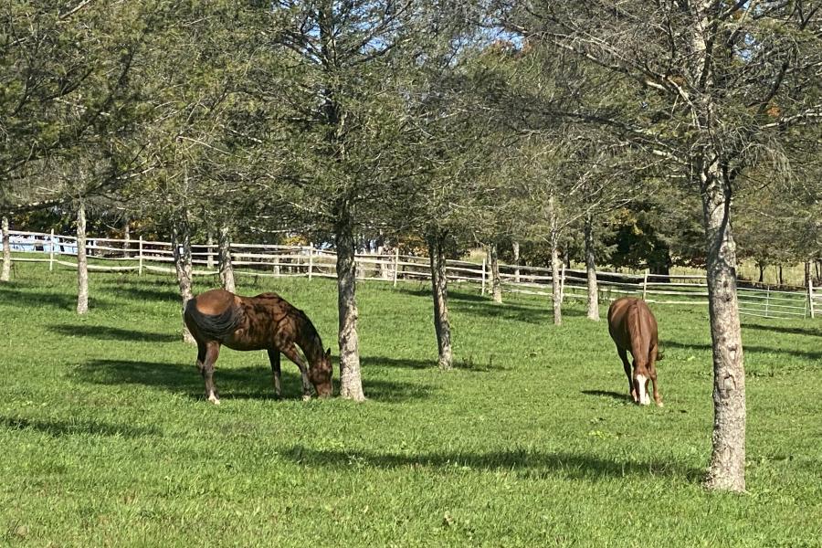 horse, farm, barn, stable, rural, field, lake, 