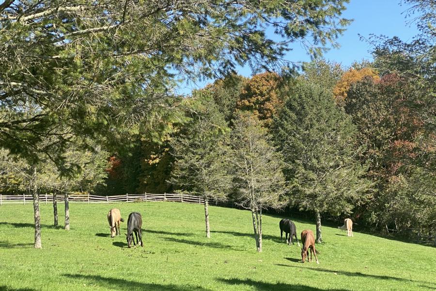 horse, farm, barn, stable, rural, field, lake, 