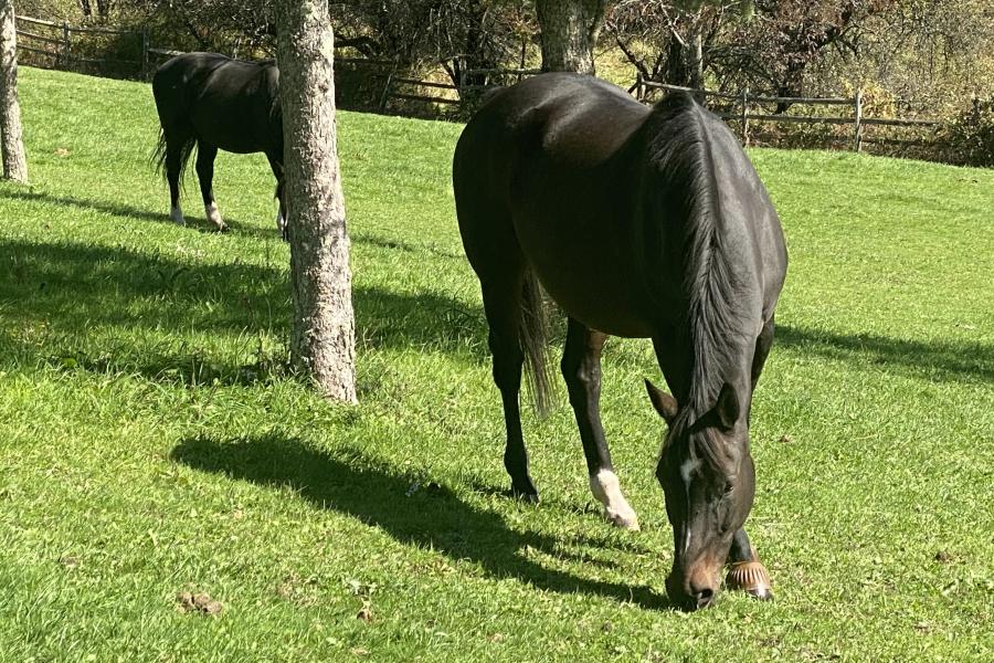 horse, farm, barn, stable, rural, field, lake, 