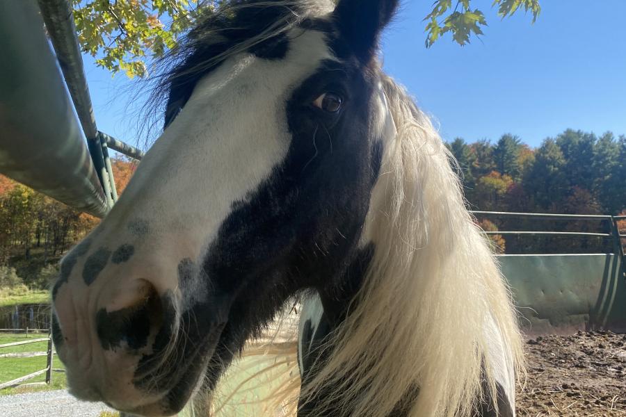 horse, farm, barn, stable, rural, field, lake, 