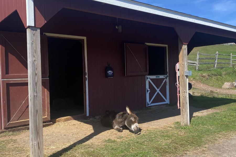 horse, farm, barn, stable, rural, field, lake, 