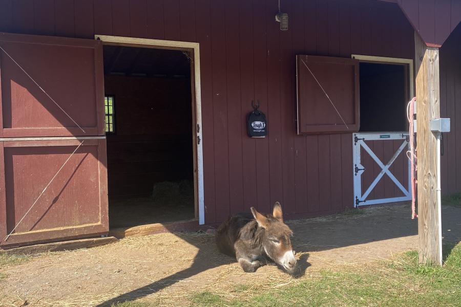 horse, farm, barn, stable, rural, field, lake, 