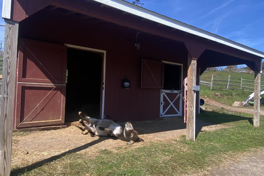 horse, farm, barn, stable, rural, field, lake, 