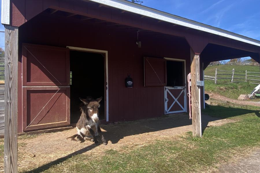 horse, farm, barn, stable, rural, field, lake, 