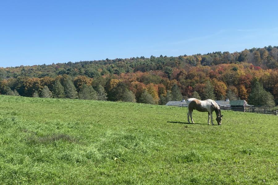 horse, farm, barn, stable, rural, field, lake, 