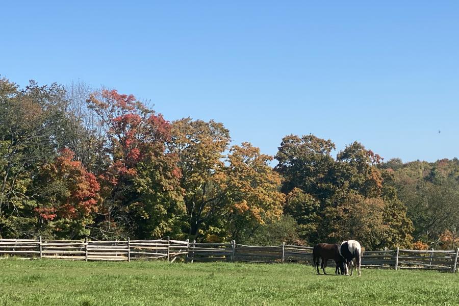 horse, farm, barn, stable, rural, field, lake, 