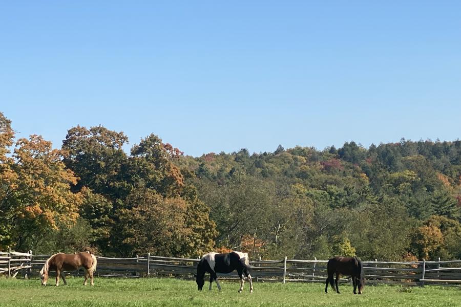 horse, farm, barn, stable, rural, field, lake, 