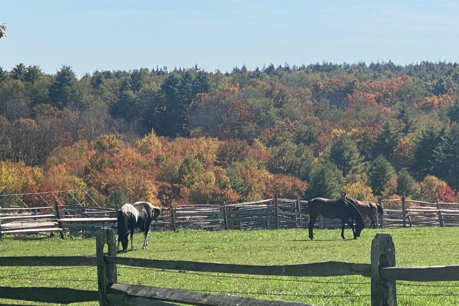 horse, farm, barn, stable, rural, field, lake, 