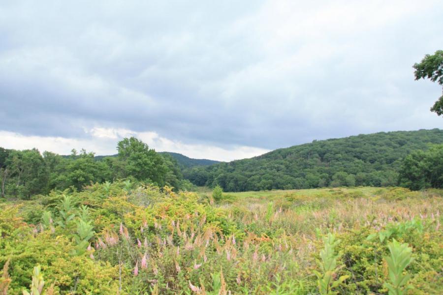 country, farm, horse, rustic, field, barn, 