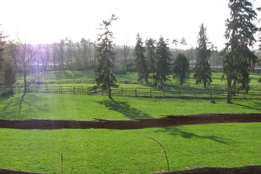 country, farm, horse, rustic, field, barn, 