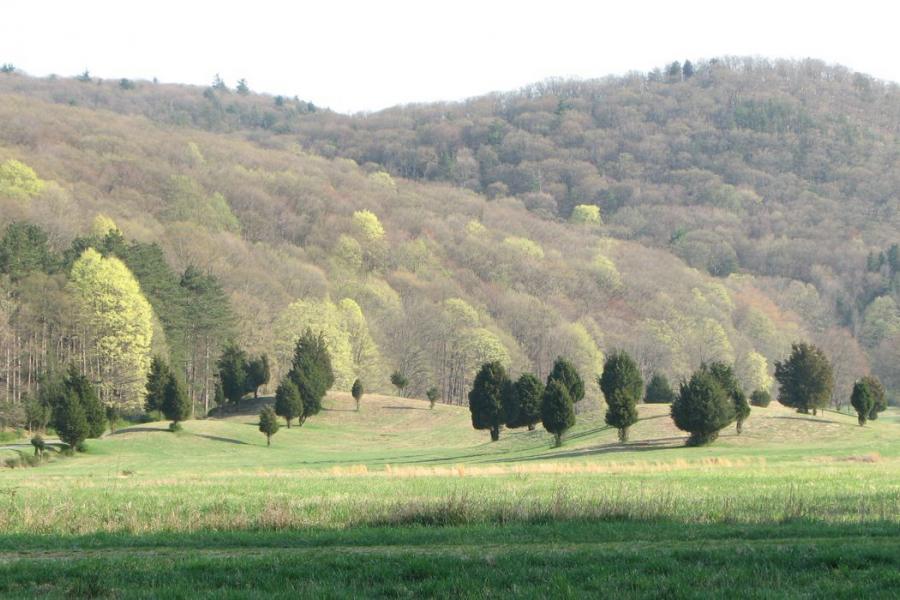 country, farm, horse, rustic, field, barn, 