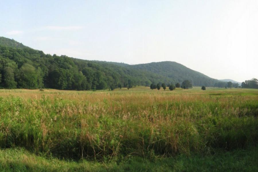 country, farm, horse, rustic, field, barn, 