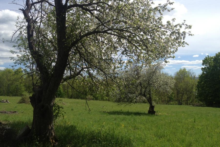 farm, farmhouse, rural, 