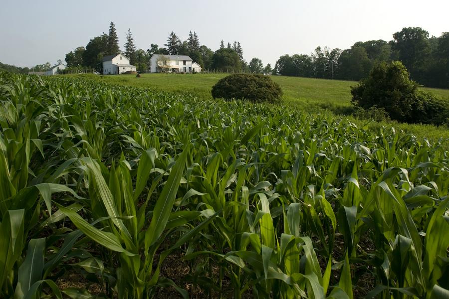 farm, farmhouse, barn, field, contemporary, light, airy, 