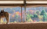 horse, farm, barn, stable, rural, field, lake, 