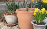 industrial, light, concrete, garden, textured walls, 