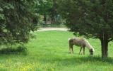 farm, farmhouse, stable, barn, 