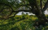 country, farm, horse, rustic, library, barn, stable, water, stone, rolling hill, greenhouse, boathouse, 