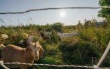 country, farm, horse, rustic, library, barn, stable, water, stone, rolling hill, greenhouse, boathouse, 