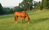 farm, field, barn, 