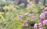 farm, greenhouse, field, rural, country, kitchen, 