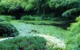 garden, zen, bridge, wooded, 