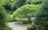 garden, zen, bridge, wooded, 