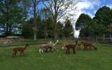 farm, field, barn, 