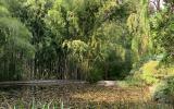 garden, zen, bridge, wooded, 