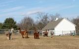 farm, field, barn, 