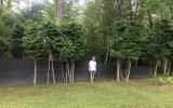 country, wooded, contemporary, pool, deck, 