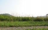 country, farm, horse, rustic, field, barn, 