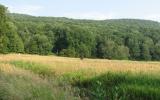 country, farm, horse, rustic, field, barn, 