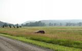 country, farm, horse, rustic, field, barn, 