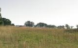 country, farm, horse, rustic, field, barn, 