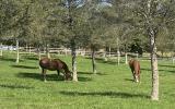 horse, farm, barn, stable, rural, field, lake, 