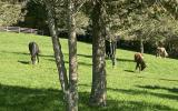 horse, farm, barn, stable, rural, field, lake, 