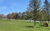 horse, farm, barn, stable, rural, field, lake, 