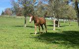 horse, farm, barn, stable, rural, field, lake, 