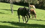 horse, farm, barn, stable, rural, field, lake, 