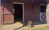 horse, farm, barn, stable, rural, field, lake, 