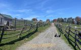 horse, farm, barn, stable, rural, field, lake, 