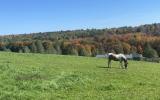 horse, farm, barn, stable, rural, field, lake, 