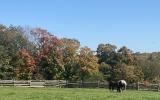 horse, farm, barn, stable, rural, field, lake, 