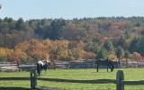 horse, farm, barn, stable, rural, field, lake, 