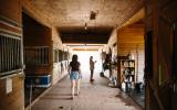 horse, farm, barn, stable, rural, field, lake, 