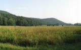 country, farm, horse, rustic, field, barn, 