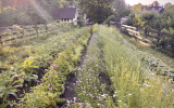 farm, greenhouse, field, rural, country, kitchen, 